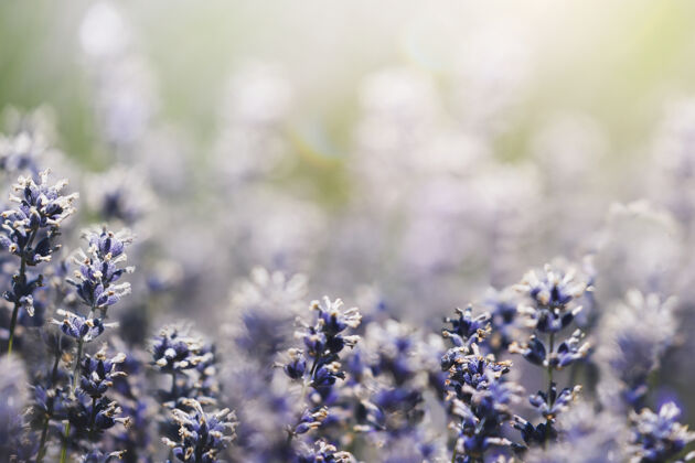和平紫色薰衣草在野外宏观拍摄叶芳香常青