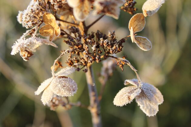 花园特写镜头干燥霍尔坦西娅与薄薄的一层霜植物特写寒冷