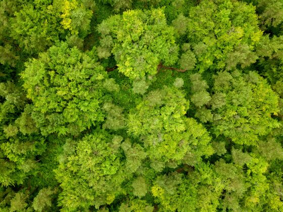 植物空中拍摄的绿色树木的森林在多塞特 英国采取的无人机河流树枝场景