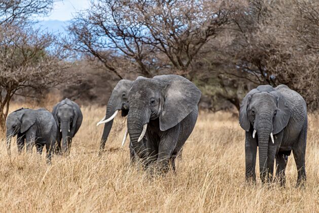 垂直一群大象在荒野的干草上行走动物生活干草动物园