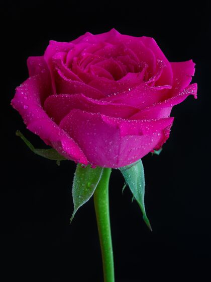 花瓣垂直拍摄的粉红玫瑰与露水上黑色开花绿色花