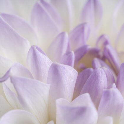 户外关闭柔软的紫色花瓣开花开花宏观