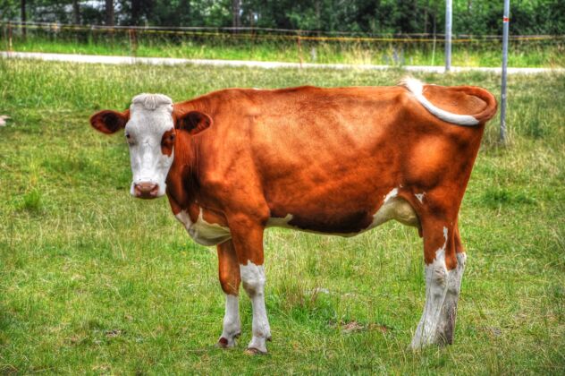 农田农场里一头棕色和白色奶牛的特写镜头头家庭景观