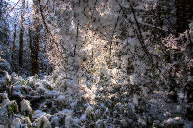 户外冬天森林被雪覆盖了寒冷霜冻雪