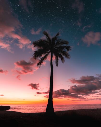 海滩日落时银河系天空下棕榈树的剪影日落棕榈天空