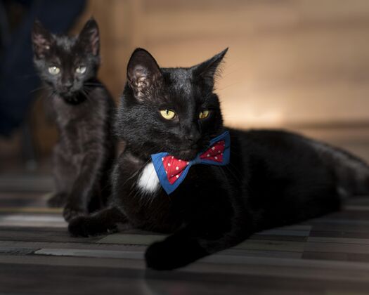 猫领结的漂亮黑猫的正面图领带蝴蝶结家养