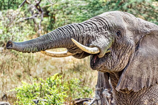 树特写镜头一头大象通过推动空气通过它的鼻子发出喇叭声动物推厚皮动物