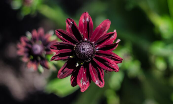花一个美丽的紫色花瓣黑眼苏珊花特写镜头植物花瓣开花