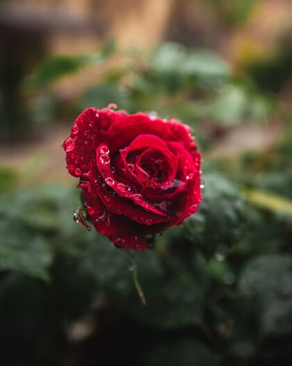 滴有水滴的红玫瑰红礼物生长