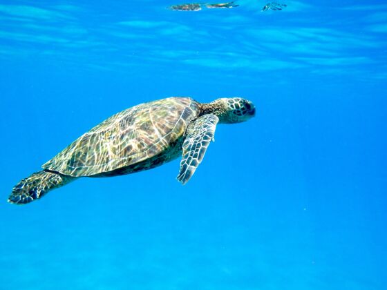 特写特写一个绿色海龟游泳水下的灯光下-凉爽的自然概念海洋蓝色游泳