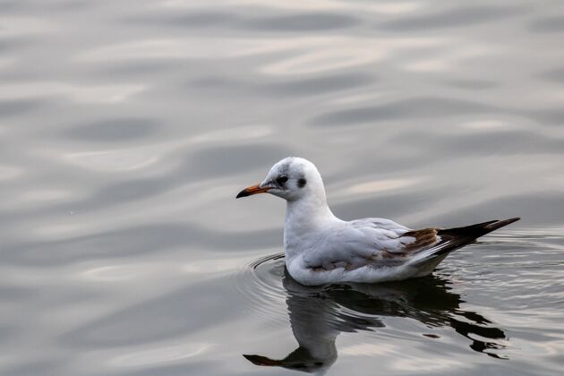 反射一只海鸥优雅地在湖中游泳的特写镜头羽毛黑暗湖泊