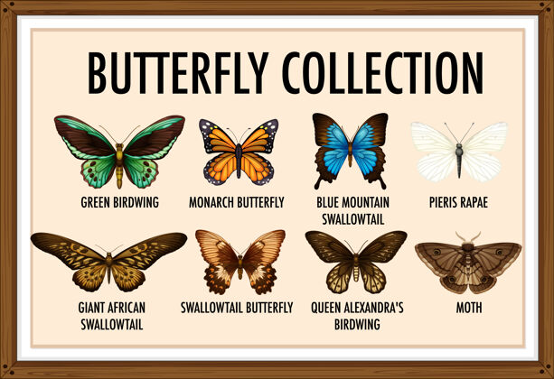 绿色一套蝴蝶系列昆虫学系列列表