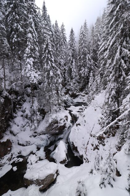 冰冻冬天的常绿森林和一些岩石都被雪覆盖着常绿野生冰