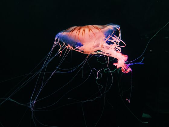 水母一只水母在海里游泳的特写镜头游泳深动物