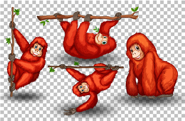 哺乳动物一套透明的红毛猩猩卡通攀爬生活