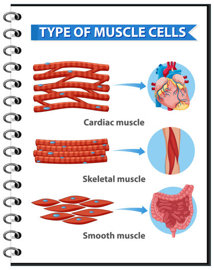 健康健康教育信息图的肌肉细胞类型生理学薄解剖学