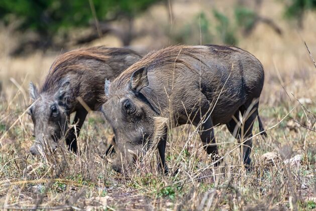 野生动物美丽的非洲普通疣猪发现在草地平原荒野公园南方