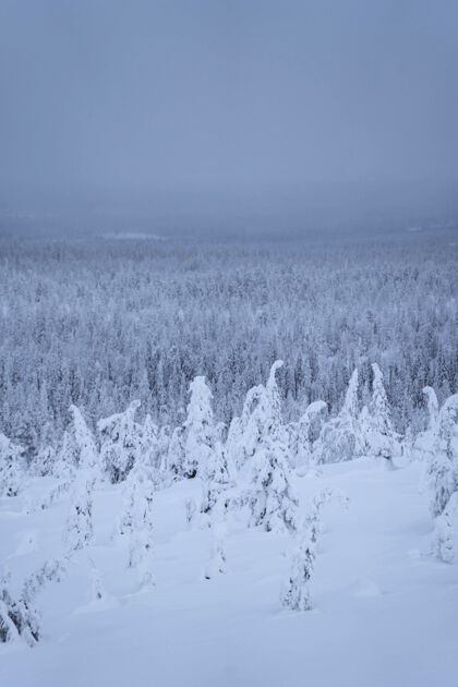 环境云杉树覆盖在瑞斯通图里国家公园 芬兰植物下雪国家