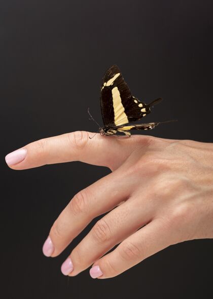 美丽近景美丽的蝴蝶在手和谐昆虫特写