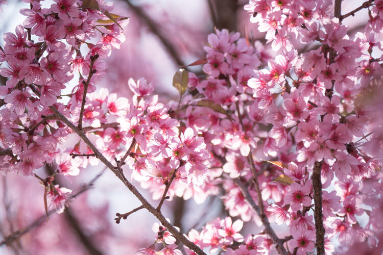 四月公园里有粉红色的樱花花分支旅游