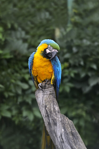 尾巴鹦鹉鸟（严重金刚鹦鹉）坐在树枝上自然动物野生动物