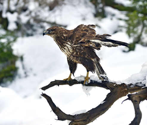 栖息地冬天坐在树枝上的普通秃鹰高地人山树枝