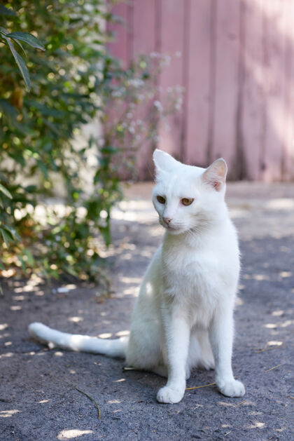 小白猫在户外玩耍肖像玩漂亮