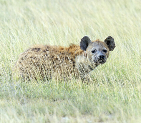 非洲沙漠安博塞利国家公园的非洲鬣狗肯尼亚 非洲危险的动物草栖息地