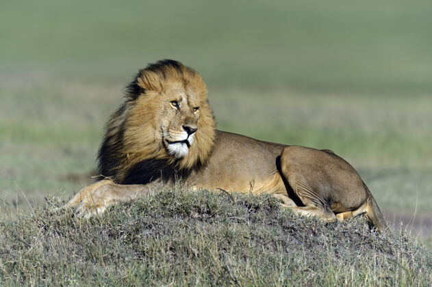 非洲动物群狮子的自然栖息地非洲 肯尼亚野生动物自然捕食者