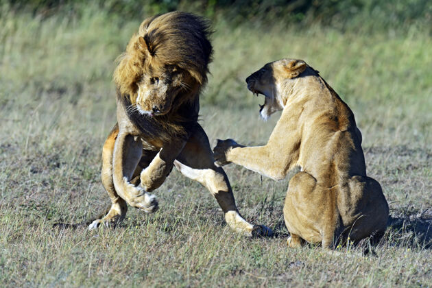 野生动物狮子是非洲大草原上的自然栖息地肯尼亚蔬菜野生动物栖息地