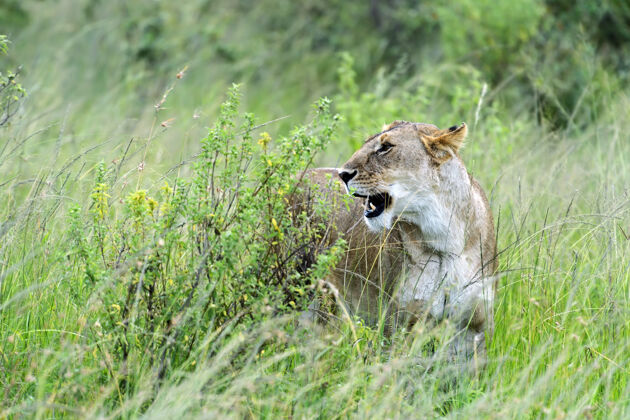 栖息地非洲大草原上的狮子马赛马拉狮子动物主题年轻动物
