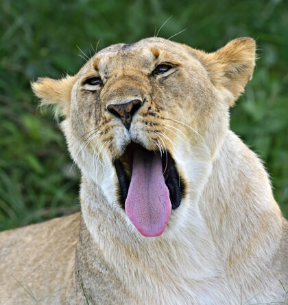非洲动物群狮子带着她的五只幼崽穿过肯尼亚的马赛马拉捕食者大猫肯尼亚