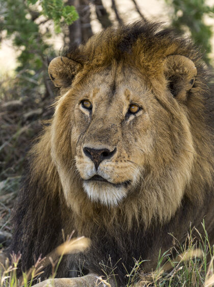 动物狮子特写镜头 塞伦盖蒂 坦桑尼亚 非洲狩猎非洲成人