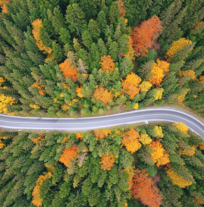 风景初秋日落时 鸟瞰美丽的绿色森林中的道路汽车速度树