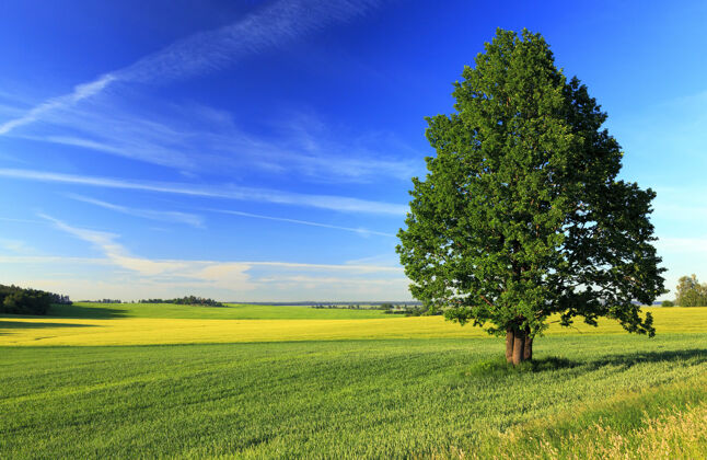 天空生长在农田上的一棵孤独的树白俄罗斯季节农作物叶