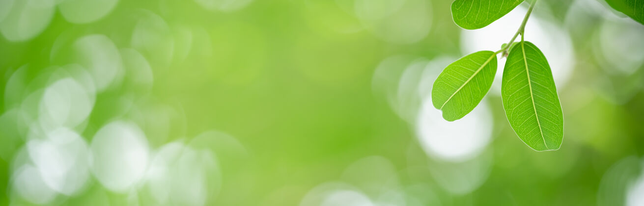 页面在花园里 绿色的自然叶子在模糊的绿叶桌上的特写镜头 带有画框和复制空间生态树花