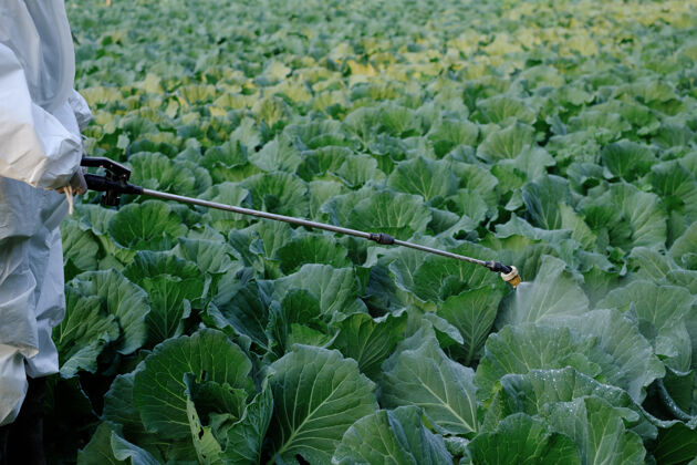 叶穿着防护服的园丁在卷心菜上喷洒杀虫剂和化学物质背包农药新鲜