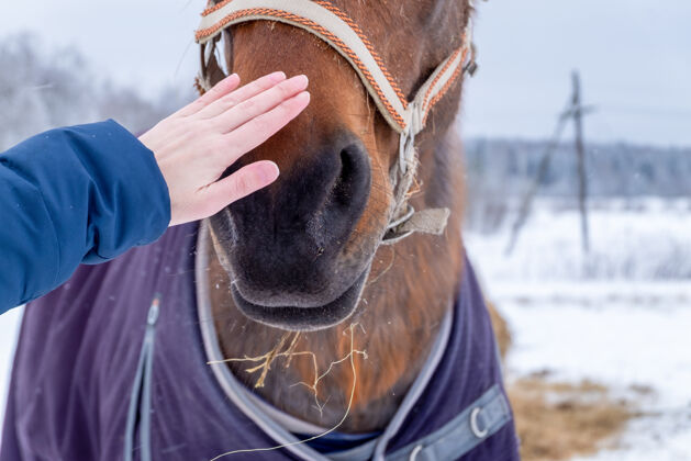 手冬天 在乡下 女人的手抚摸着马的口吻马人女人