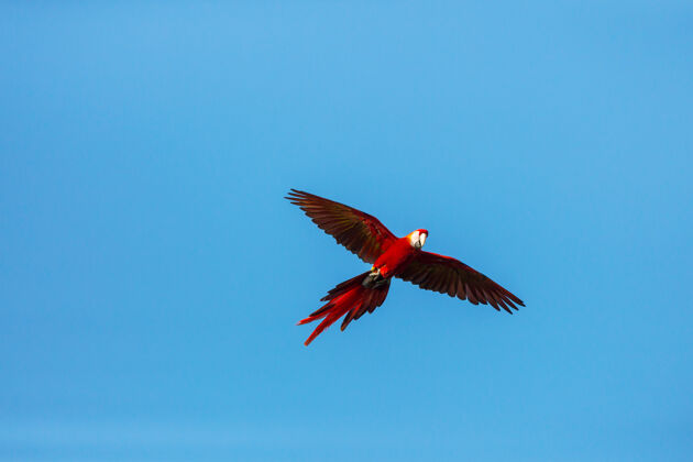五颜六色野生绿翅金刚鹦鹉 哥斯达黎加 中美洲气候天堂雀巢