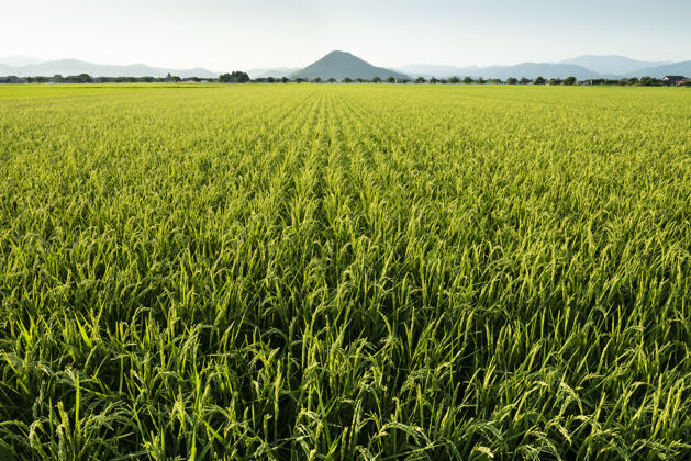 水稻植物广阔的绿色崛起领域在日本农村地平线农业乡村
