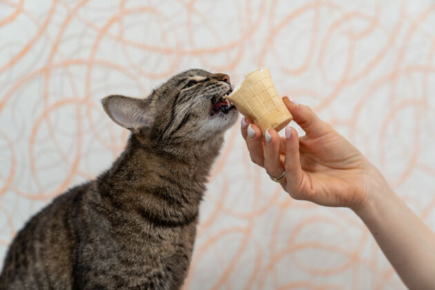 动物小猫在女主人递给她的华夫饼杯中咬着冰淇淋吃蛋卷舔