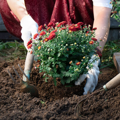 春天春夏时节 女人在花园里种植红菊花的手的特写夏季园艺还有园艺花瓣手农业