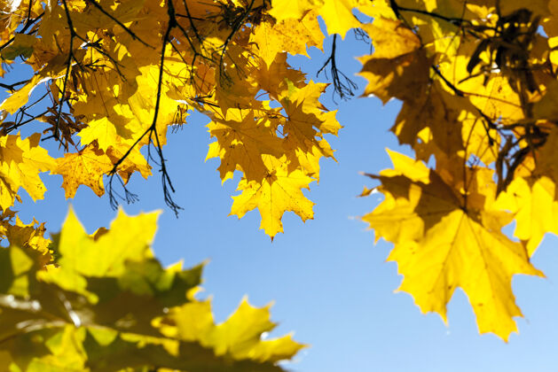 光线枫树在秋天变黄了季节.地点在公园蓝色背景和背光中的天空树叶植物风景