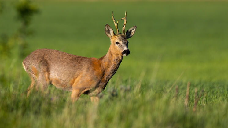 哺乳动物春天的阳光下 站在绿野上的狍子大自然鹿鱼子