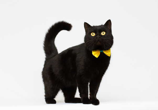 哺乳动物黑猫戴着金蝴蝶结黑色室内宠物