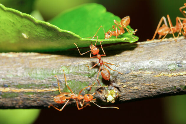 动物在森林里 一群红蚂蚁在大自然的树枝上团队合作昆虫彩色