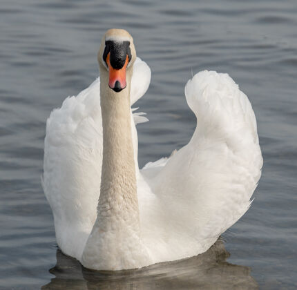 脖子湖水里的白天鹅天鹅在水里大自然中的白天鹅湖泊优雅动物