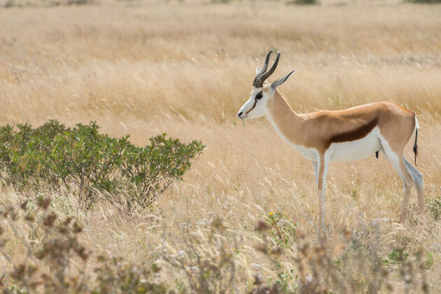 大草原被隔离在埃托沙大草原上的跳羚国家羚羊野生动物