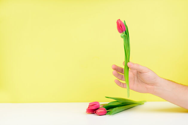 花束一束粉红色的郁金香在一个男人的手上放在黄色的墙上花礼物植物