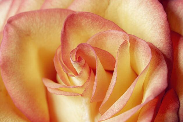 花D？彩色黄红色玫瑰芽特写选择性聚焦 模糊背景白天花园自然